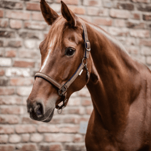 A horse standing in front of a brick wall.
